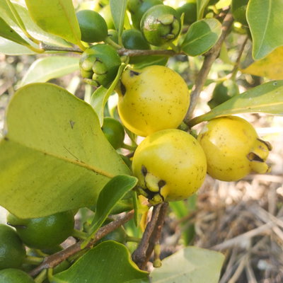 Arazá amarillo 