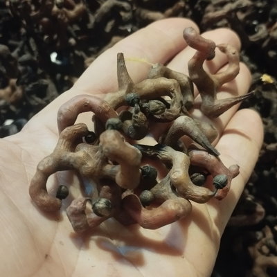 Árbol de las pasas o palito dulce