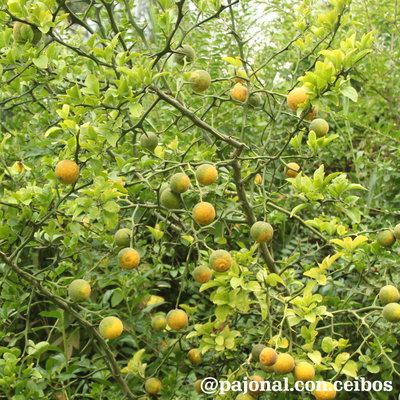 Naranjo trebol (Poncirus trifoliata o Citrus trifoliata) 