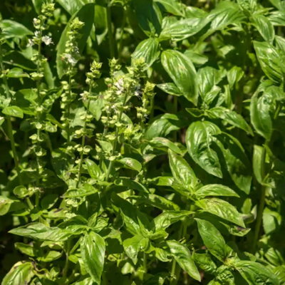 Albahaca genovesa