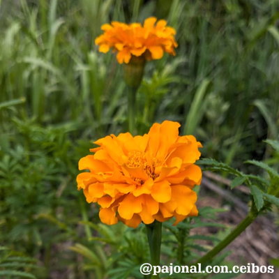 Copete erecto (Tagetes erecta)