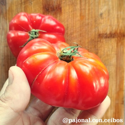 Tomate costoluto genovés