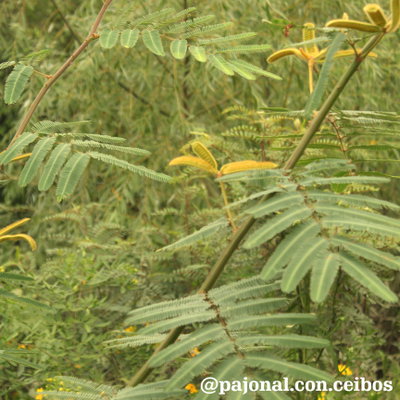 Carpinchera (Mimosa pigra)