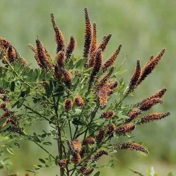 Falso indigo (Amorpha fruticosa)