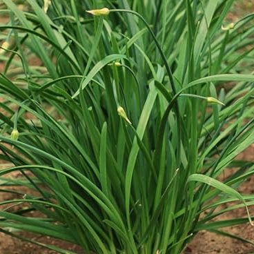 Tare, nira o puerro chino (Allium tuberosum)