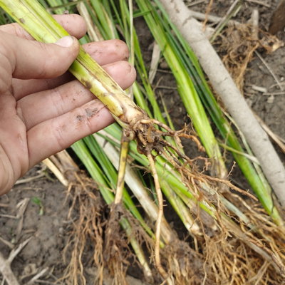 Vetiver (3 hijuelos)