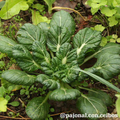 Tatsoi