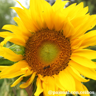 Girasol