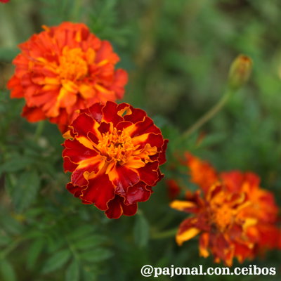 Copete enano (Tagetes patula)