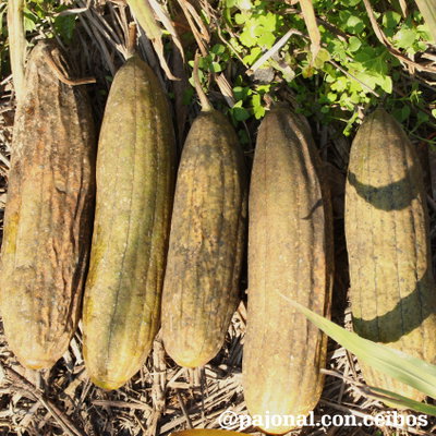 Luffa o esponja vegetal