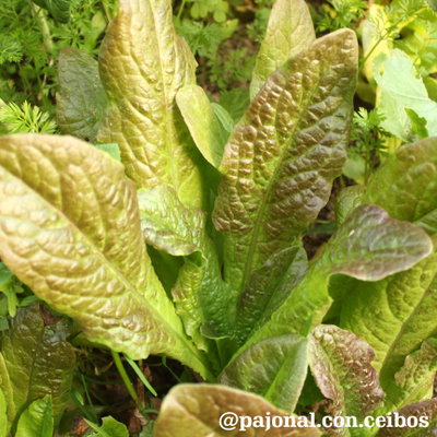 Lechuga cracoviensis