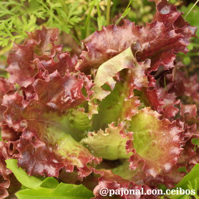 Lechuga red carpet