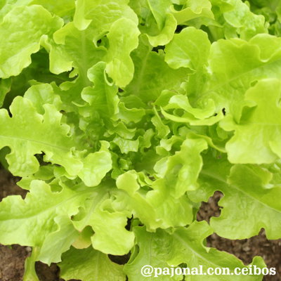Lechuga salad bowl