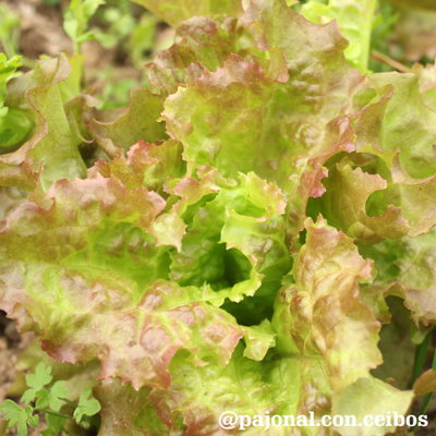 Lechuga prizehead