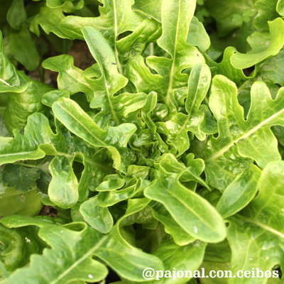Lechuga barba di fratti