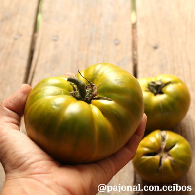 Tomate emerald evergreen