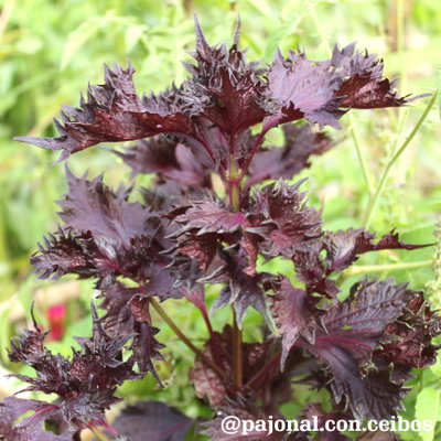 Shiso o perilla