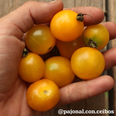 Tomate cherry amarillo galina