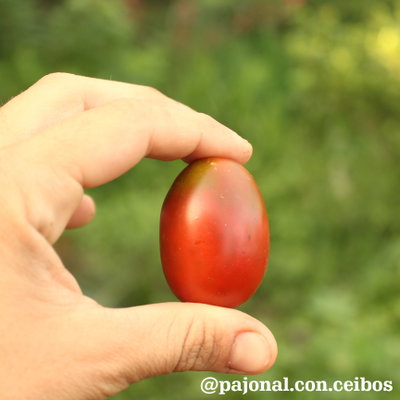 Tomate black plum