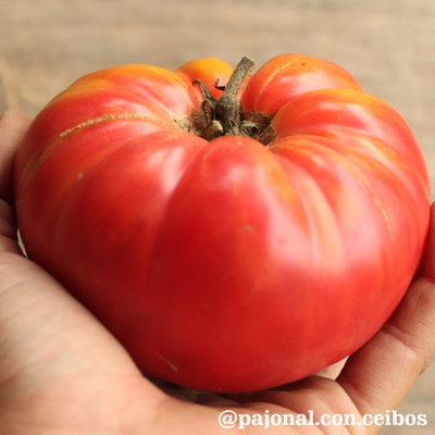 Tomate brandywine rosado