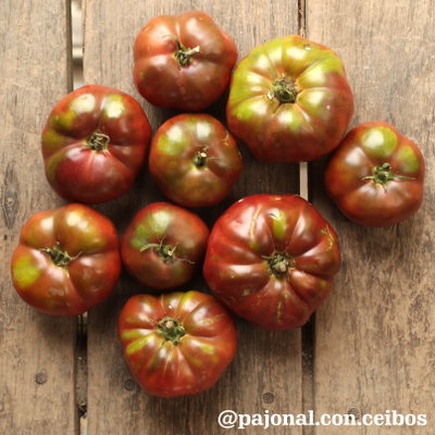 Tomate cherokee purple