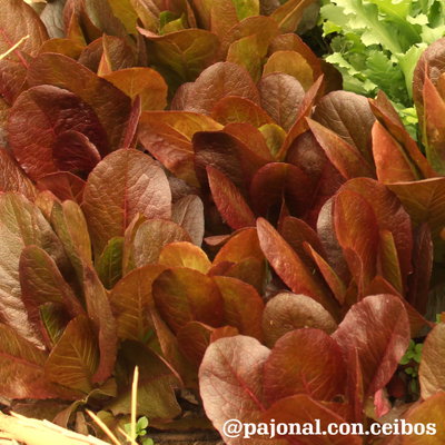 Lechuga cimarrón