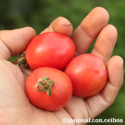 Tomate thai pink egg