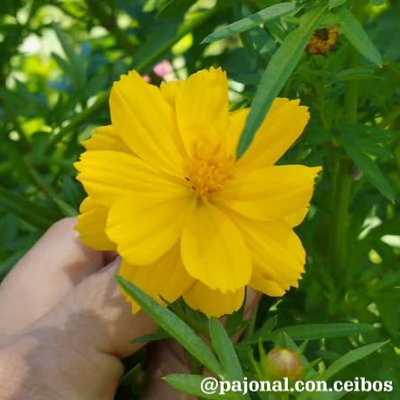 Cosmos amarillo