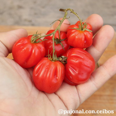 Tomate cherry acordeón