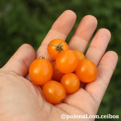 Tomate galápagos