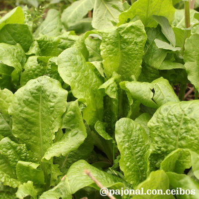 Lechuga buttercrunch