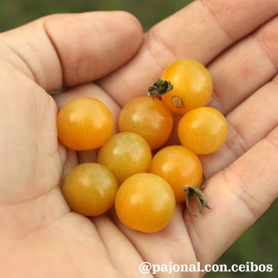 Tomate white currant
