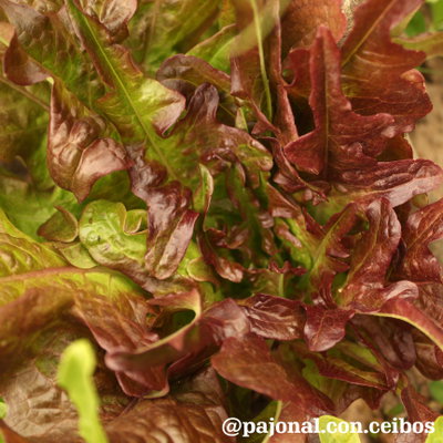 Lechuga hoja de roble