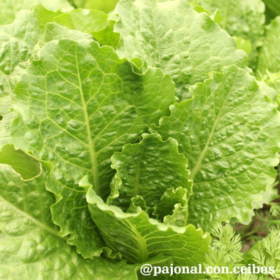Lechuga crisp mint