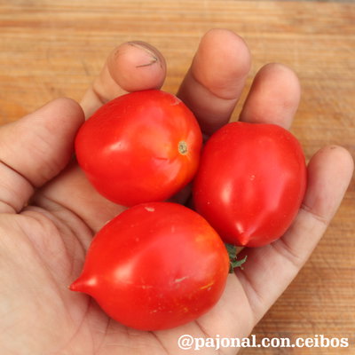 Tomate geranium kiss (dwarf/enano)