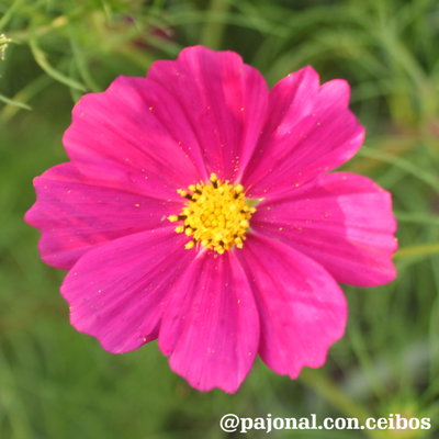 Cosmos bicolor (rosa y violeta)