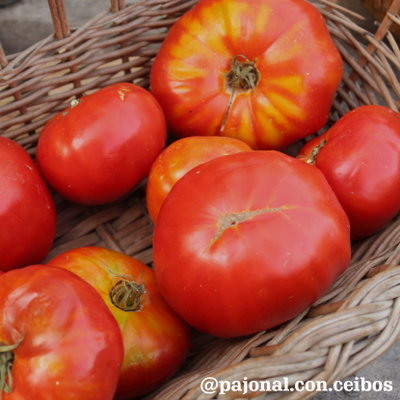 Tomate platense