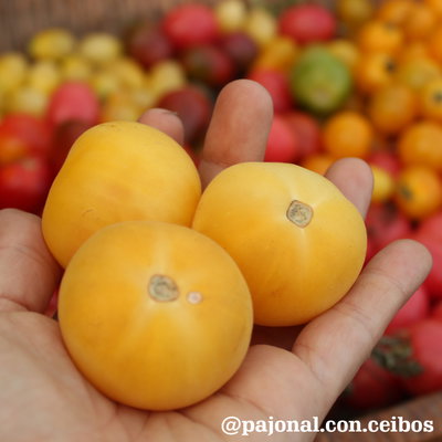 Tomate garden peach