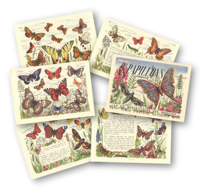 Mini Láminas Mariposas Vintage Francesas