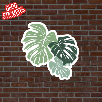 Monstera 