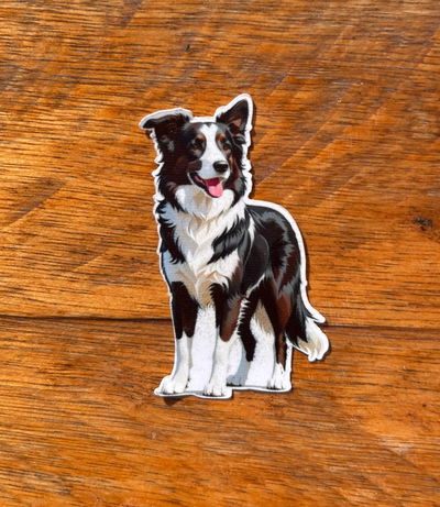 Collie Blanco y Negro 