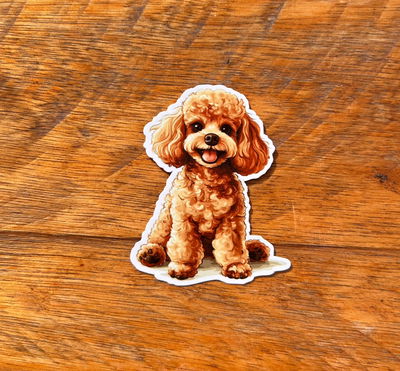 Caniche Marrón 