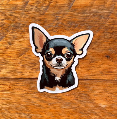 Chihuahua 