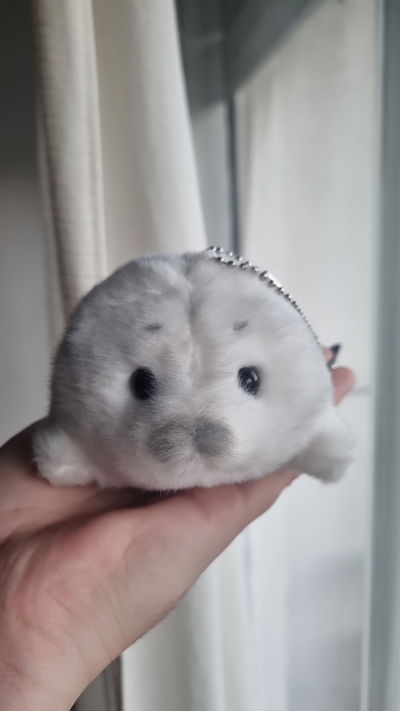 Trinket foquita STOCK