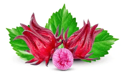 Hibiscus sabdariffa (te Jamaica)