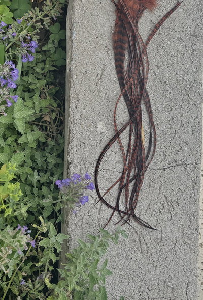 Plumita ✿ Calilegua 