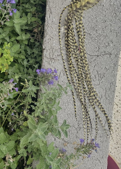 Plumita ✿ El palmar