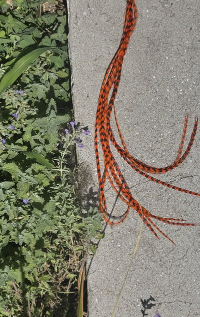 Plumita ✿ Yaguareté