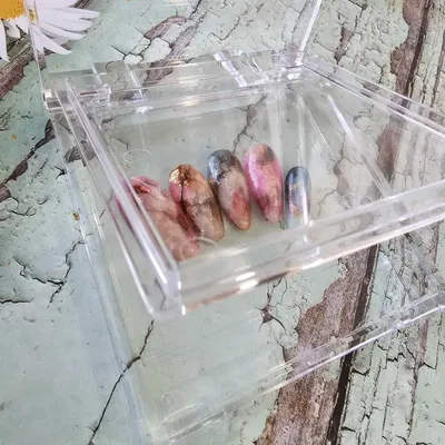 Caja doble para press on