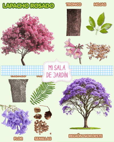 Proyecto: Árboles Nativos